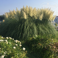 фото из отзыва ID 1672102