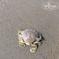 фото из отзыва ID 1672158