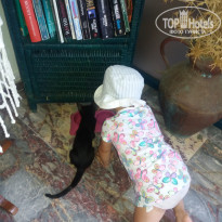 фото из отзыва ID 1672710