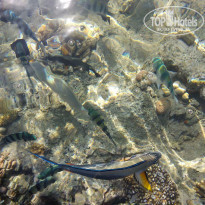 фото из отзыва ID 1672739