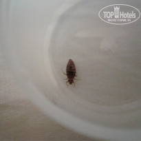 фото из отзыва ID 1672865