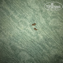 фото из отзыва ID 1673280