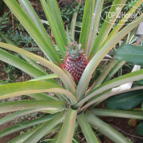 фото из отзыва ID 1673741