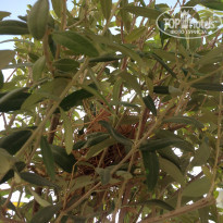 фото из отзыва ID 1674630