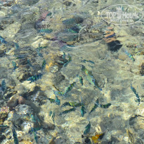 фото из отзыва ID 1677066