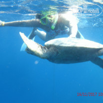 фото из отзыва ID 1677072