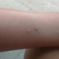 фото из отзыва ID 1677148