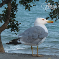 фото из отзыва ID 1675237