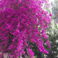 фото из отзыва ID 1677493