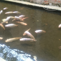 фото из отзыва ID 1677782