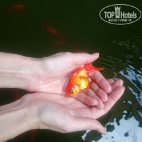 фото из отзыва ID 1677782