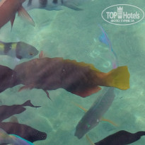 фото из отзыва ID 1678028