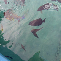 фото из отзыва ID 1678028