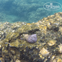 фото из отзыва ID 1678502