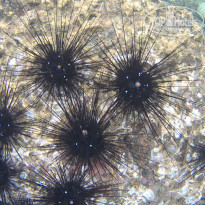 фото из отзыва ID 1678502