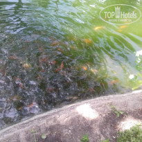 фото из отзыва ID 1678524