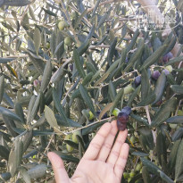 фото из отзыва ID 1678633