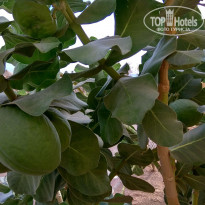 фото из отзыва ID 1678784