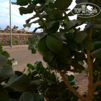 фото из отзыва ID 1678784