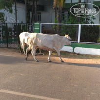 фото из отзыва ID 1679283