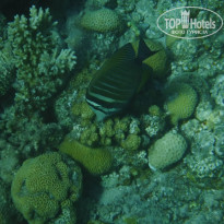 фото из отзыва ID 1675493