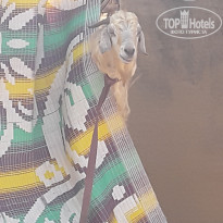 фото из отзыва ID 1680268