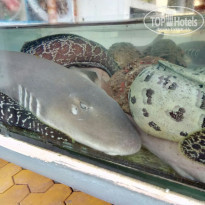 фото из отзыва ID 1681589