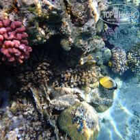 фото из отзыва ID 1682085