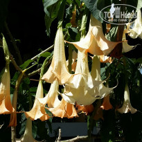 фото из отзыва ID 1682213