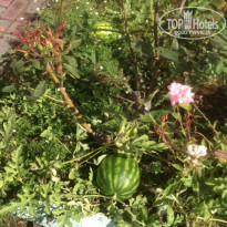 фото из отзыва ID 1682273