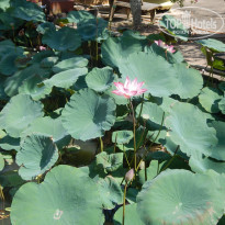 фото из отзыва ID 1682510