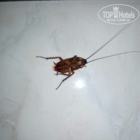 фото из отзыва ID 1682677