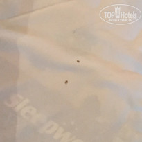 фото из отзыва ID 1683068