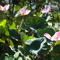 фото из отзыва ID 1684229