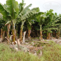 фото из отзыва ID 1684355