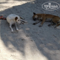 фото из отзыва ID 1685083