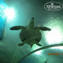 фото из отзыва ID 1686239