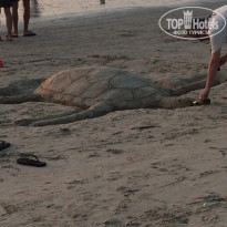 фото из отзыва ID 1687788