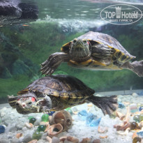 фото из отзыва ID 1688604