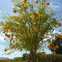 фото из отзыва ID 169984