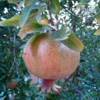 фото из отзыва ID 1690799