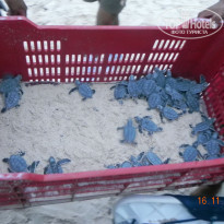 фото из отзыва ID 1691524