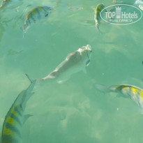 фото из отзыва ID 1691651