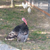 фото из отзыва ID 1691813