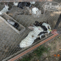 фото из отзыва ID 1691813