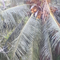 фото из отзыва ID 1695103