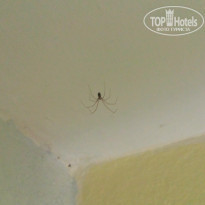 фото из отзыва ID 1696834