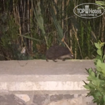 фото из отзыва ID 1696919