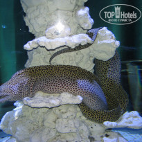 фото из отзыва ID 1698883