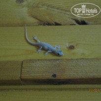 фото из отзыва ID 1699594